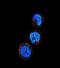 Killer Cell Lectin Like Receptor C1 antibody, abx034035, Abbexa, Immunocytochemistry image 