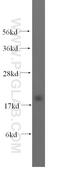 Nudix Hydrolase 1 antibody, 16705-1-AP, Proteintech Group, Western Blot image 