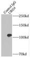 Upregulator Of Cell Proliferation antibody, FNab09288, FineTest, Immunoprecipitation image 