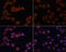 Microtubule Associated Protein 1 Light Chain 3 Beta antibody, LS-C746931, Lifespan Biosciences, Immunofluorescence image 