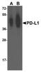 PD-L1 antibody, M00109-2, Boster Biological Technology, Western Blot image 