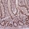 ELF2 antibody, HPA071166, Atlas Antibodies, Immunohistochemistry frozen image 