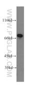 PXN antibody, 10029-1-Ig, Proteintech Group, Western Blot image 
