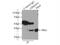 GTPase, IMAP Family Member 4 antibody, 11852-1-AP, Proteintech Group, Immunoprecipitation image 
