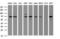 Galactosidase Beta 1 antibody, LS-C174372, Lifespan Biosciences, Western Blot image 