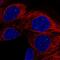 APC Membrane Recruitment Protein 3 antibody, HPA054230, Atlas Antibodies, Immunofluorescence image 