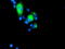 Golgi Membrane Protein 1 antibody, TA504165, Origene, Immunofluorescence image 