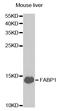 Fatty Acid Binding Protein 1 antibody, TA332603, Origene, Western Blot image 