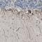Chloride Channel CLIC Like 1 antibody, HPA009087, Atlas Antibodies, Immunohistochemistry frozen image 