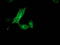 Monoglyceride Lipase antibody, TA502890, Origene, Immunofluorescence image 