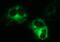 Multiple Inositol-Polyphosphate Phosphatase 1 antibody, MA5-26334, Invitrogen Antibodies, Immunocytochemistry image 