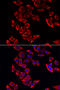 Ribosomal Protein L9 antibody, 15-113, ProSci, Immunofluorescence image 