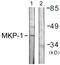 Dual specificity protein phosphatase 1 antibody, LS-C117981, Lifespan Biosciences, Western Blot image 