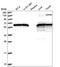 Heat Shock Protein Family D (Hsp60) Member 1 antibody, HPA050025, Atlas Antibodies, Western Blot image 