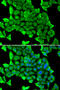Myosin Heavy Chain 1 antibody, 22-566, ProSci, Immunofluorescence image 
