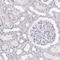 Testis Expressed 44 antibody, HPA056433, Atlas Antibodies, Immunohistochemistry frozen image 