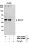BRCA2 And CDKN1A Interacting Protein antibody, NBP1-22994, Novus Biologicals, Immunoprecipitation image 