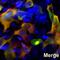 Cas9 antibody, M30929-3, Boster Biological Technology, Immunohistochemistry frozen image 