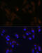 Prominin 1 antibody, GTX32496, GeneTex, Immunoprecipitation image 