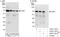 Heat Shock Transcription Factor 1 antibody, A303-176A, Bethyl Labs, Immunoprecipitation image 