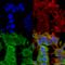 Adhesion Molecule With Ig Like Domain 1 antibody, SMC-438D, StressMarq, Immunofluorescence image 