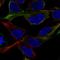 Nfm antibody, HPA022845, Atlas Antibodies, Immunocytochemistry image 
