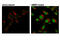 SMAD Family Member 1 antibody, 9516S, Cell Signaling Technology, Immunocytochemistry image 