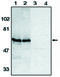 BCL2 Associated Athanogene 4 antibody, MBS395849, MyBioSource, Western Blot image 