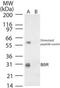 Ankyrin-like protein antibody, PA1-41503, Invitrogen Antibodies, Western Blot image 