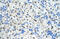 SF3b155 antibody, 29-233, ProSci, Western Blot image 