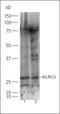 Killer Cell Lectin Like Receptor C3 antibody, orb184530, Biorbyt, Western Blot image 