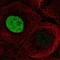 Smoothelin antibody, NBP2-37971, Novus Biologicals, Immunocytochemistry image 