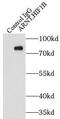 Aryl Hydrocarbon Receptor Nuclear Translocator antibody, FNab00594, FineTest, Immunoprecipitation image 