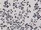 Histone H3 antibody, NBP2-61550, Novus Biologicals, Immunohistochemistry frozen image 
