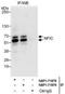 Nuclear factor 1 C-type antibody, NBP1-71879, Novus Biologicals, Western Blot image 
