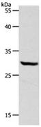 DT-diaphorase antibody, orb107597, Biorbyt, Western Blot image 