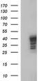 Sex Hormone Binding Globulin antibody, MA5-26321, Invitrogen Antibodies, Western Blot image 