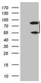 SP110 Nuclear Body Protein antibody, CF807938, Origene, Western Blot image 