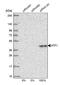 Cyclic AMP-dependent transcription factor ATF-1 antibody, NBP2-38747, Novus Biologicals, Western Blot image 
