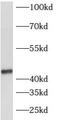 ATPase H+ Transporting V1 Subunit C2 antibody, FNab00720, FineTest, Western Blot image 