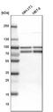 Far Upstream Element Binding Protein 1 antibody, HPA006149, Atlas Antibodies, Western Blot image 