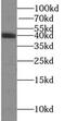 Alcohol Dehydrogenase 5 (Class III), Chi Polypeptide antibody, FNab03677, FineTest, Western Blot image 