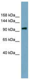Elongator complex protein 2 antibody, TA344891, Origene, Western Blot image 