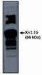 Potassium voltage-gated channel subfamily C member 1 antibody, PA1-12659, Invitrogen Antibodies, Western Blot image 
