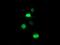 Proteasome Subunit Beta 7 antibody, MA5-25900, Invitrogen Antibodies, Immunocytochemistry image 