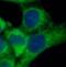 Keratin 18 antibody, FNab02205, FineTest, Immunofluorescence image 