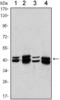 Protein Arginine Methyltransferase 6 antibody, AM06482SU-N, Origene, Western Blot image 