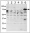 Serine/threonine-protein kinase PAK 6 antibody, AP14810PU-N, Origene, Western Blot image 