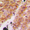 Collagen Type XI Alpha 1 Chain antibody, LS-C352032, Lifespan Biosciences, Immunohistochemistry frozen image 