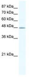 DNA Methyltransferase 1 Associated Protein 1 antibody, TA332244, Origene, Western Blot image 